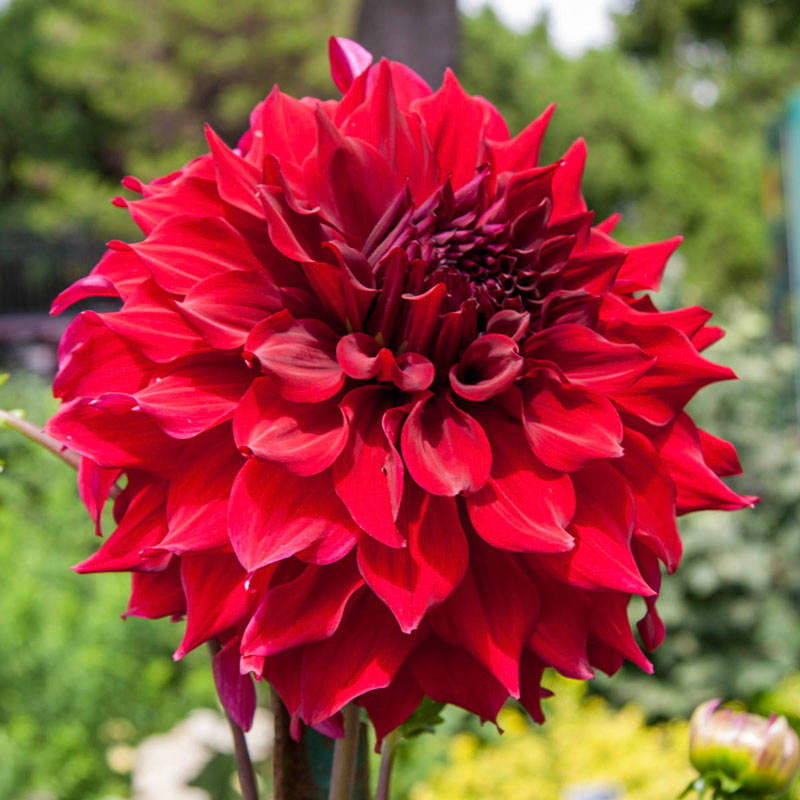🌸Dinnerplate Dahlia Bulbs – Giant Show-Stopper Blooms