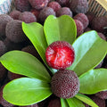 Black Bayberry Seeds