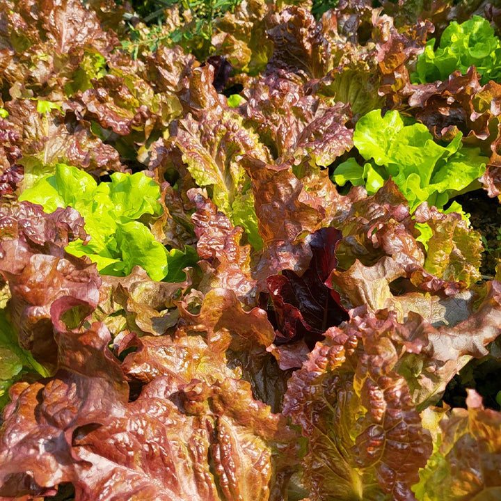 Organic Lettuce Seeds 'Purple'