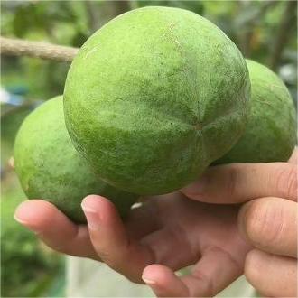 🍨 Ice Cream Fruit – White Persimmon 🍃Seeds