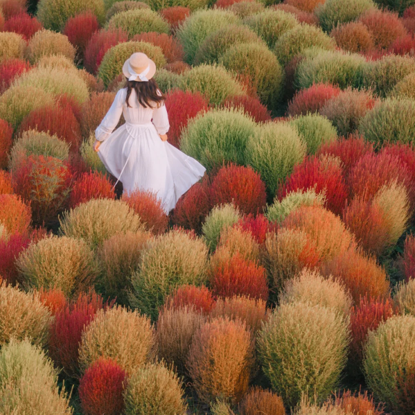 ❤️Bassia Scoparia Seeds——Colorful Grass Ball