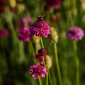 Scabiosa Summer Fruits Mix Pincushion Flower | X 40 Seeds