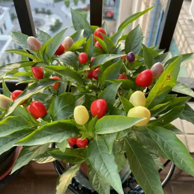 🌶️Non-GMO Organic Colorful Pepper Seeds