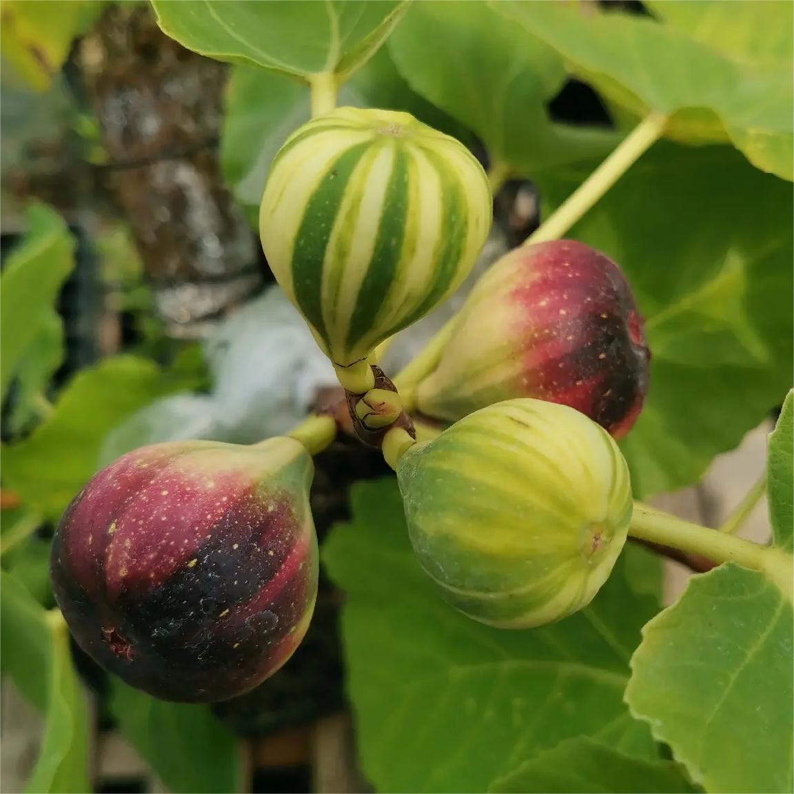 Rainbow Figs Seeds 👍 higher quality