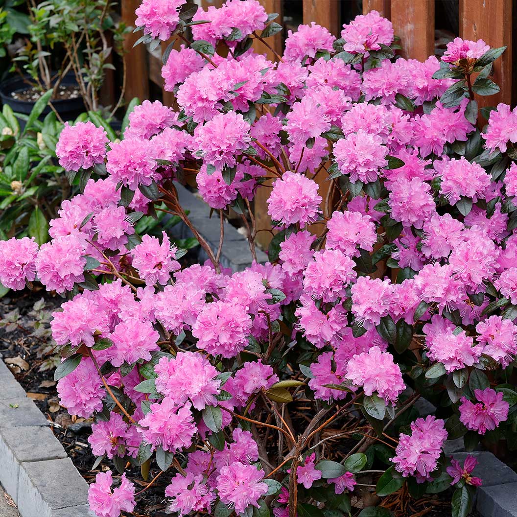 Stunning Azaleas – Red. Pink. White & Dreamy Mixed Colors | Four-Season Garden Delight