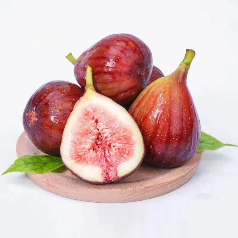 Fig Tree Seeds (Ficus carica). Sweet Fruit Shrub