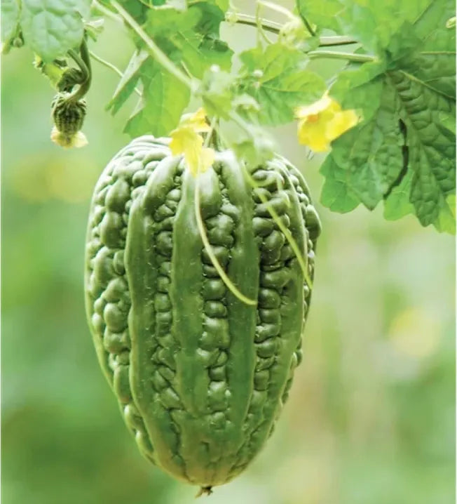 Big Top Bitter Melon Seeds