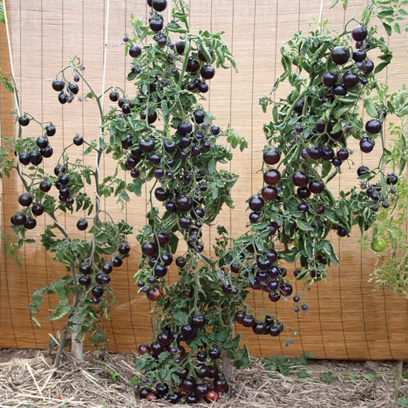 50/100 Organic Indigo Rose Tomato Seeds. Heirloom. Non-GMO. Solanum Lycopersicum