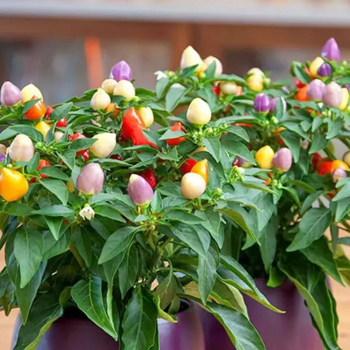 🌶️Non-GMO Organic Colorful Pepper Seeds