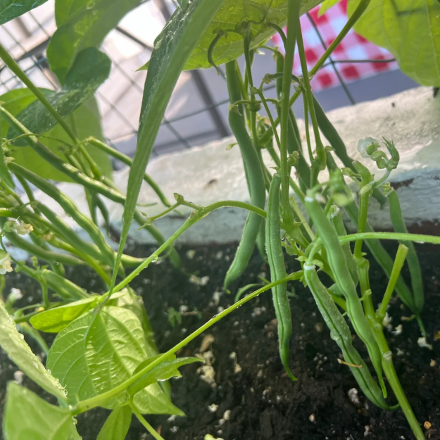 🫛Bush Beans – Ready to Harvest in Just 30 Days!