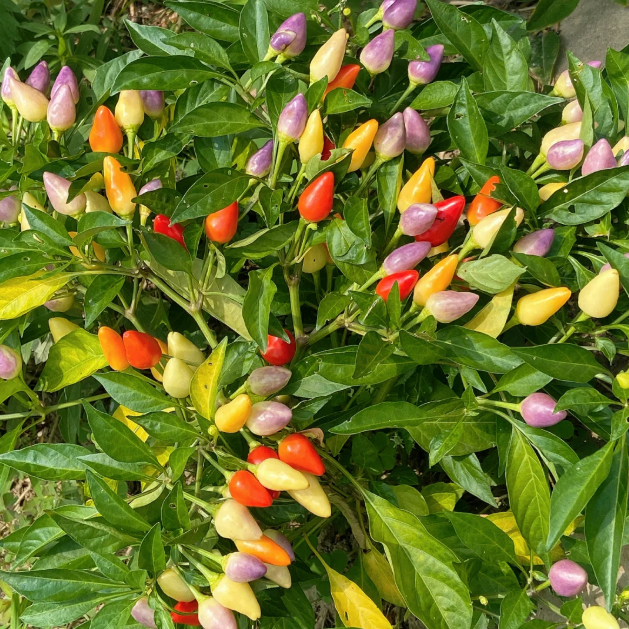 🌶️Non-GMO Organic Colorful Pepper Seeds