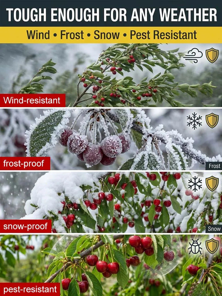 [No fruit. full refund] Premium Giant Sweet Cherry Sapling