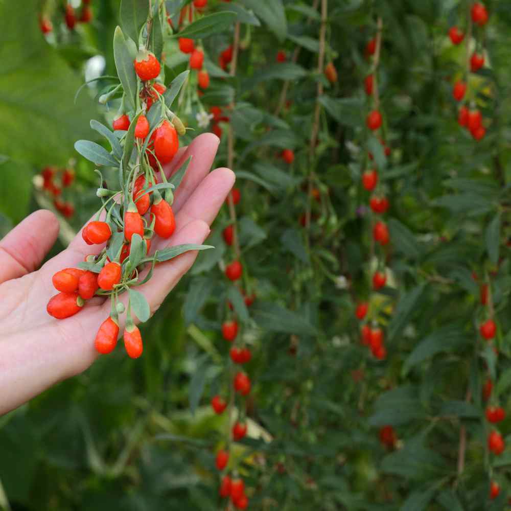 Wolfberry Seeds