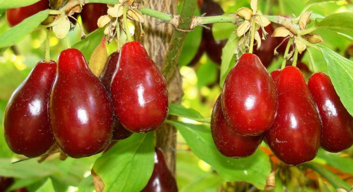 RARE Miracle fruit seeds. Miracle berry