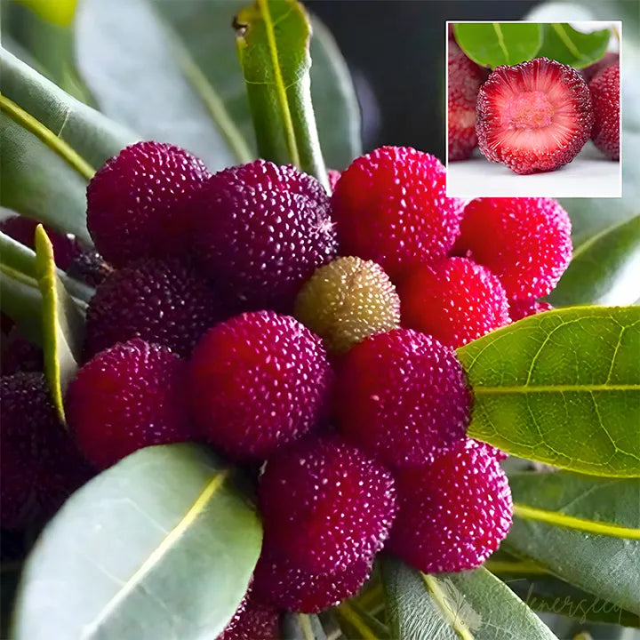 Himalayan Crystal White Bayberry Seeds