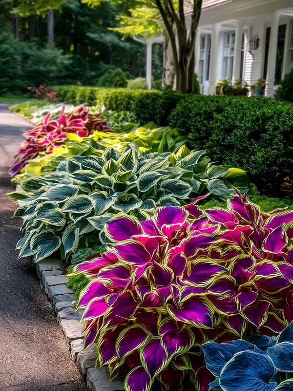 🌿 Rainbow Rare Hosta Flower Seeds🎁2025 Special Offer