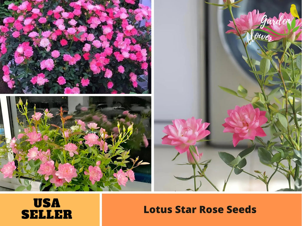 🌸Lotus Star Rose Seeds: Blooming All Year. Bringing Continuous Good Fortune🌸