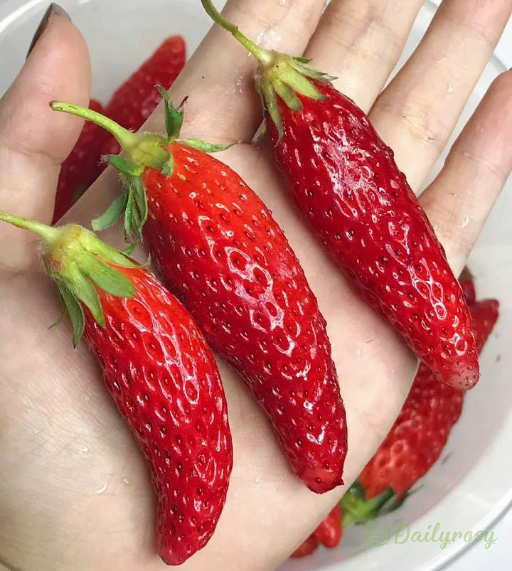 🍓 Peach-Smoked Strawberry Seeds