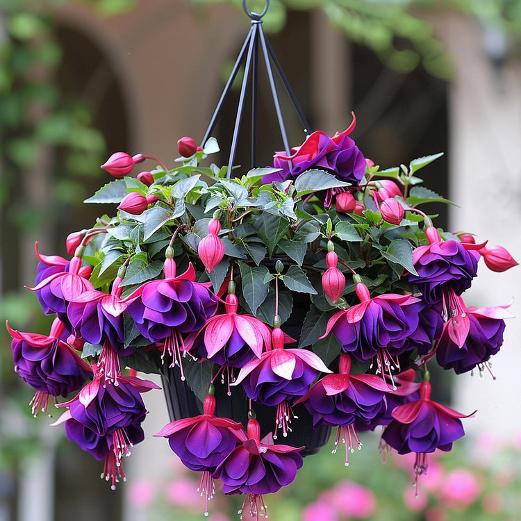 Fuchsia Seeds - Lantern flower