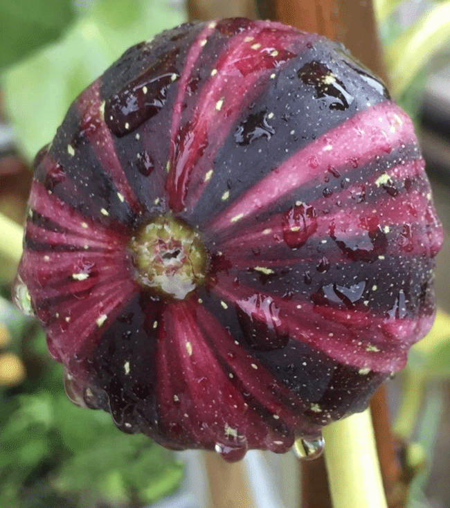 🌈Rainbow Figs (BNR Figs) – Pretty And Delicious
