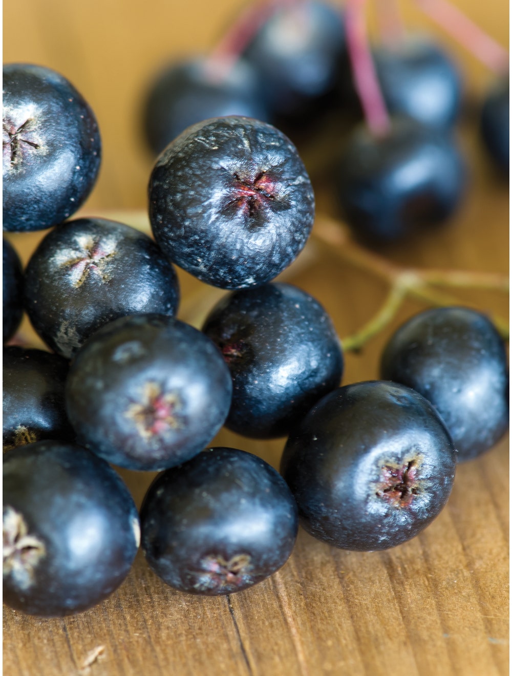 Aronia melanocarpa. Viking