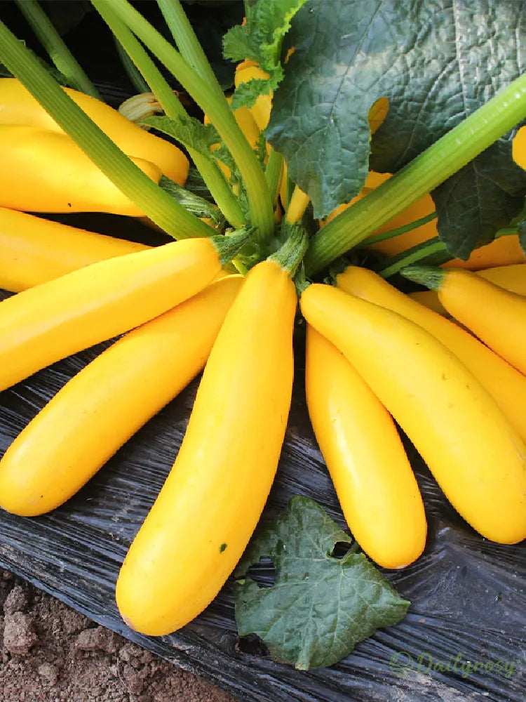Banana Zucchini - Golden Zucchini🌿Can be planted in all seasons