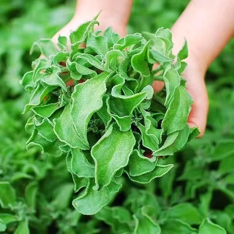 Crystal Ice Vegetable Seeds