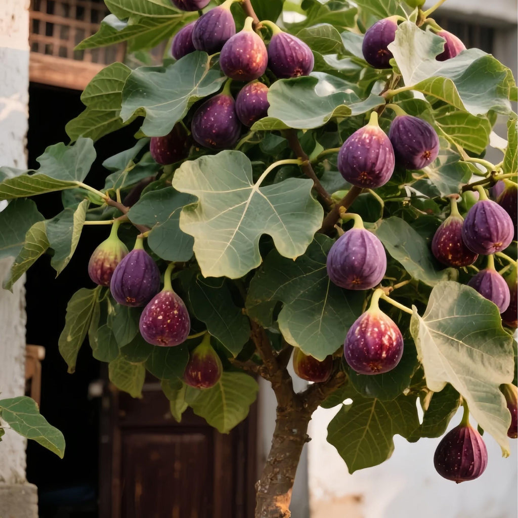 SweetHarvest Fig Seeds