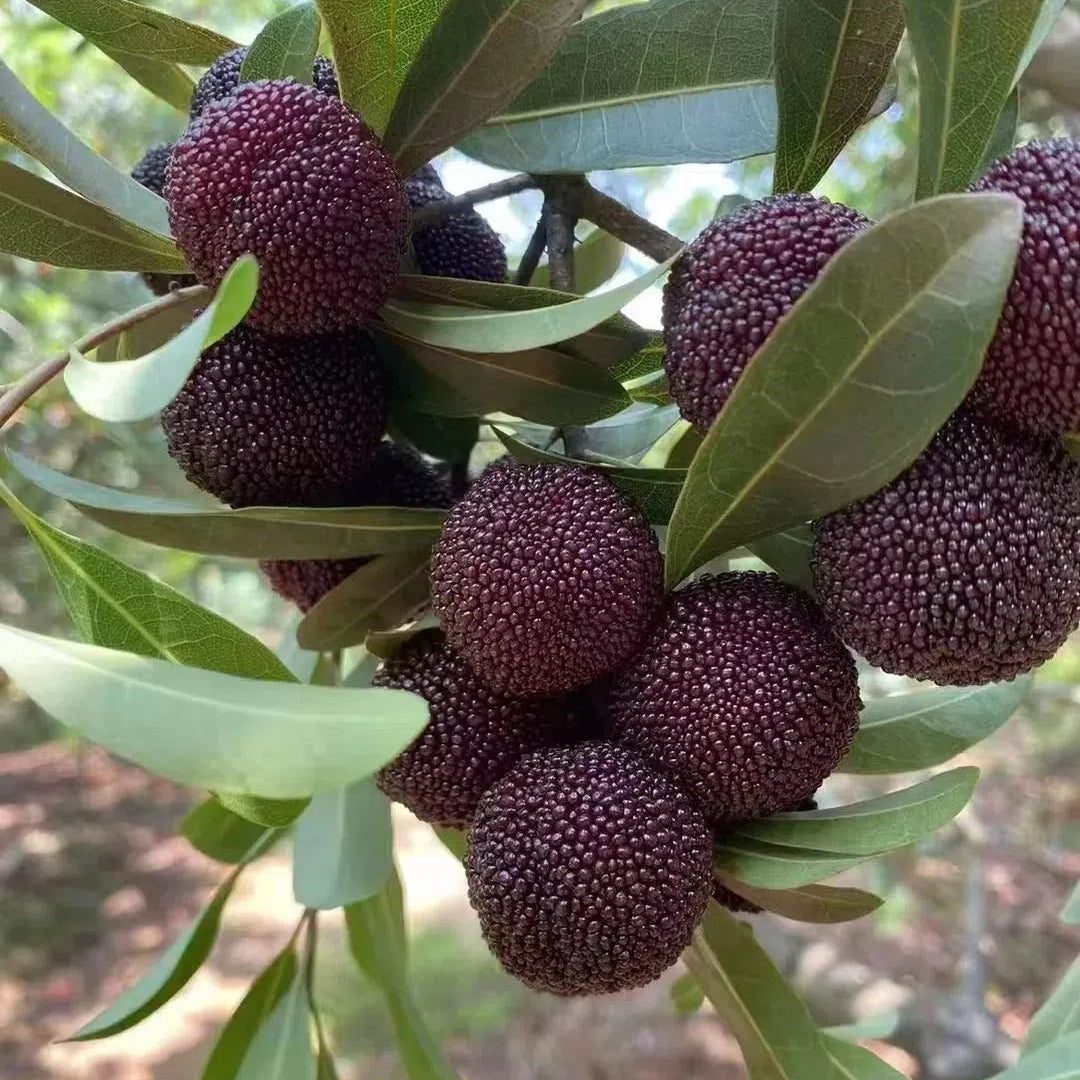 🍒 Giant Black Pearl Bayberry Seeds