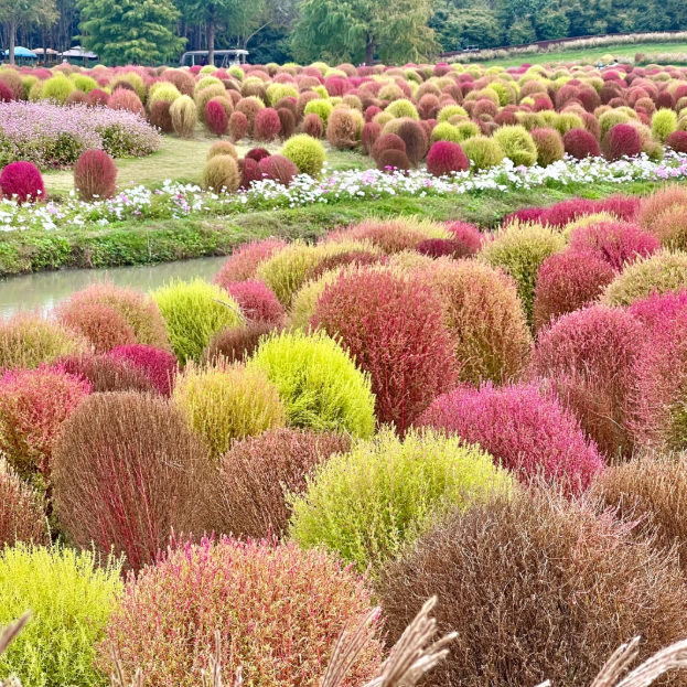 ❤️Bassia Scoparia Seeds——Colorful Grass Ball