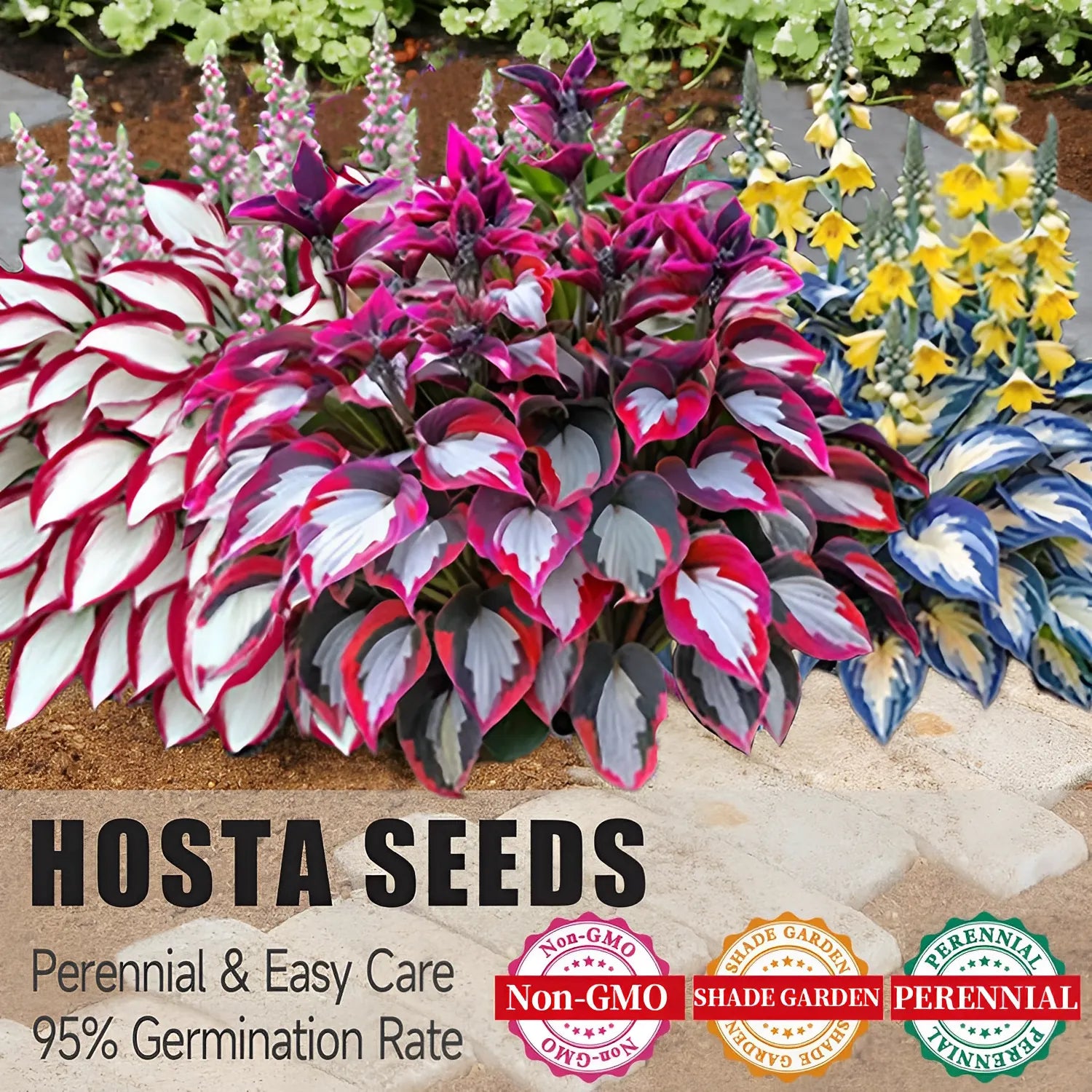 🌿 Rare Hosta Seeds — Premium. Shade-Loving Perennials with Lush Foliage🌈