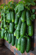 🥒Crawling Fruit Cucumbers Seeds