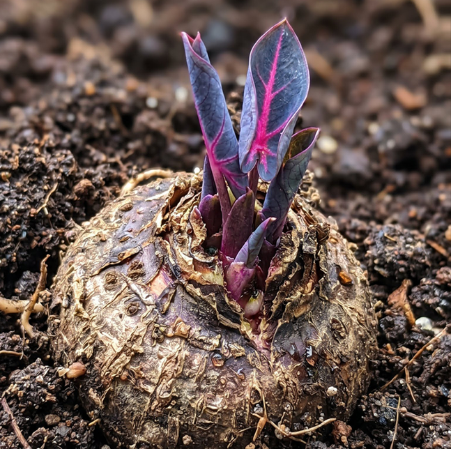🌈 Giant Caladium Bulbs 🎊The color wizard that creates a dream garden 🌿✨