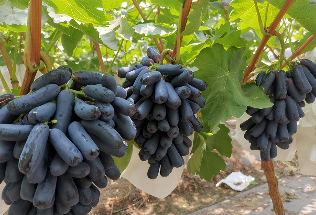 Sapphire Grapes Seeds