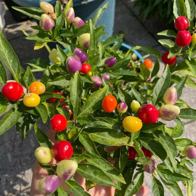 🌶️Non-GMO Organic Colorful Pepper Seeds