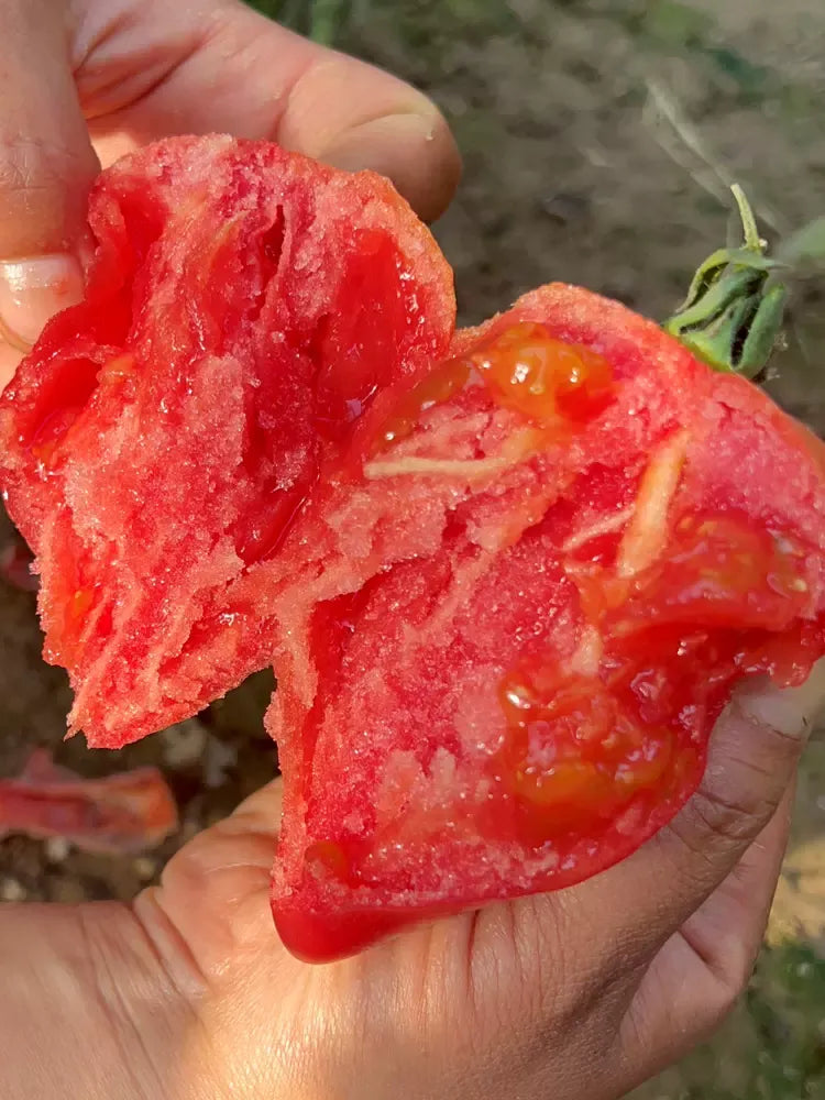 MANGO HONEY TOMATO SEEDS