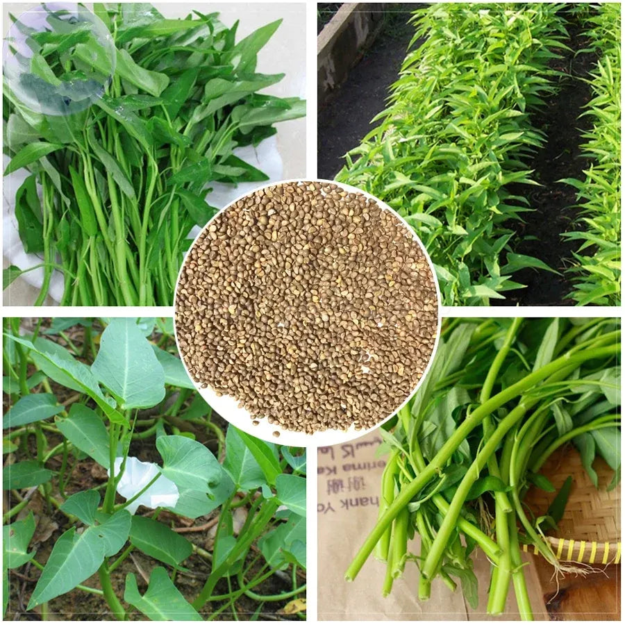 Three-Pronged Water Spinach Seeds