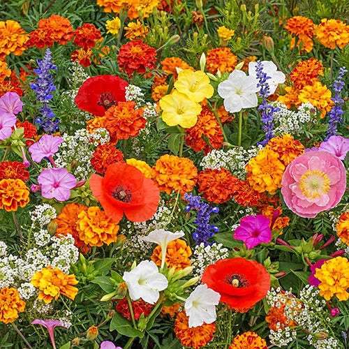 🔥Last day clearance💝Premium Cold-Hardy Mixed Perennial Flower Seeds - Selected 40+ Fall Planting Mix