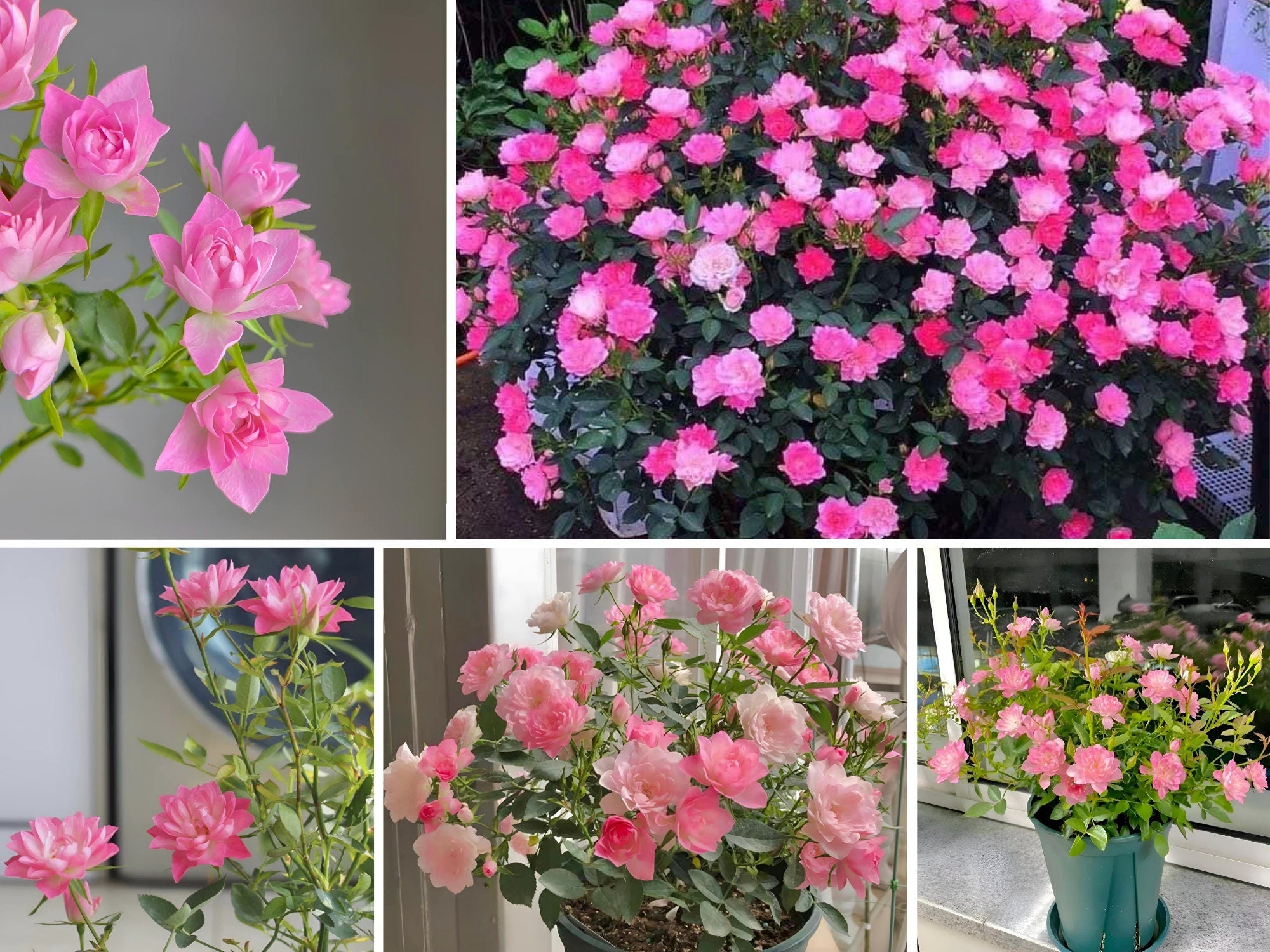 🌸Lotus Star Rose Seeds: Blooming All Year. Bringing Continuous Good Fortune🌸