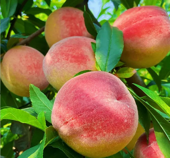 Peach Seeds