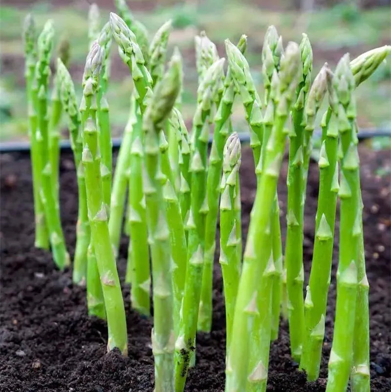Asparagus Mary Washington Vegetable Seeds-Four Seasons