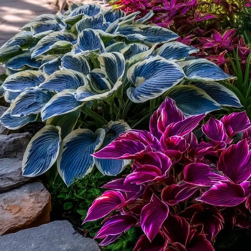 🌿 Rainbow Rare Hosta Flower Seeds🎁2025 Special Offer