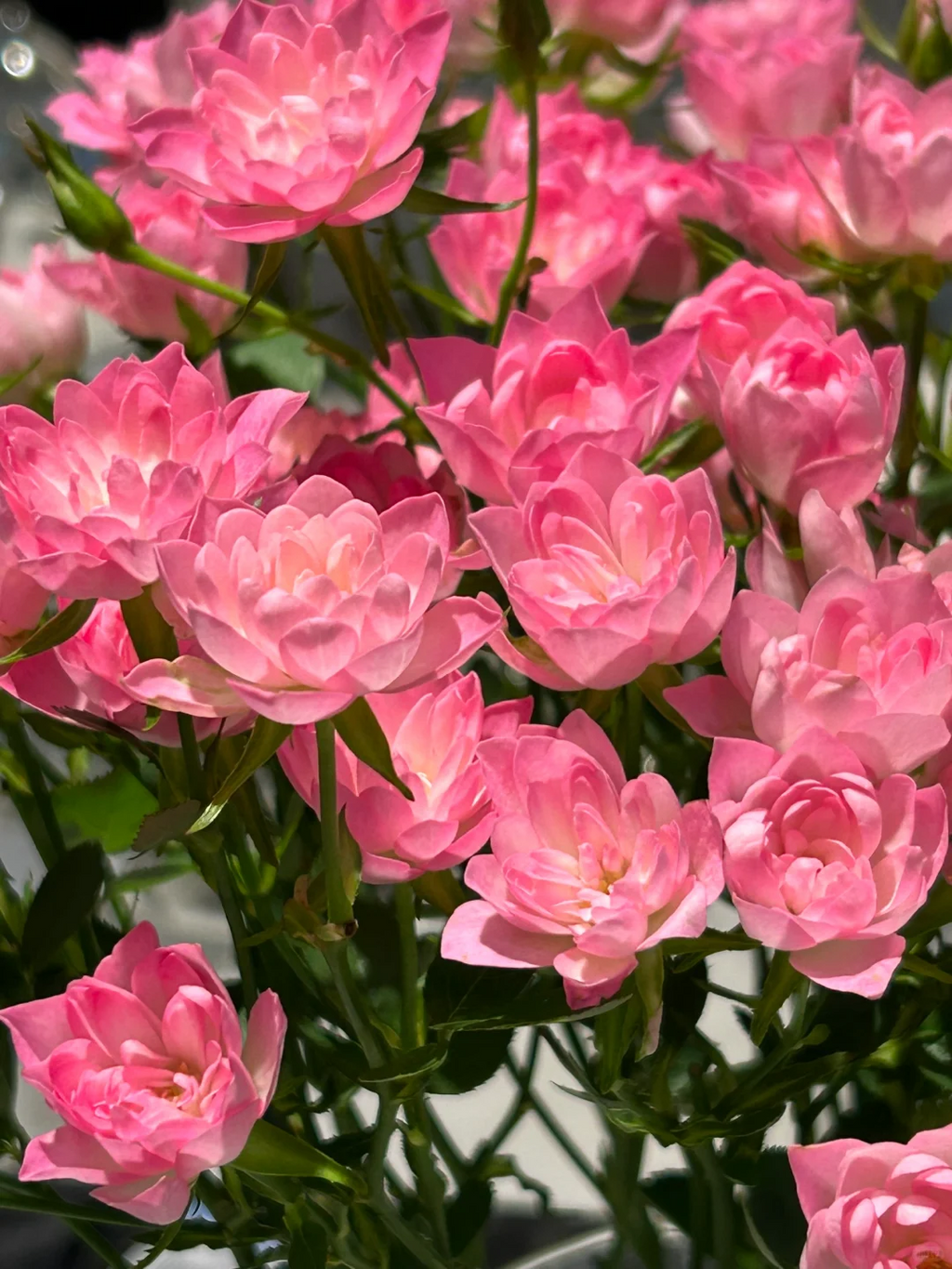 🌸Lotus Star Rose Seeds: Blooming All Year. Bringing Continuous Good Fortune🌸