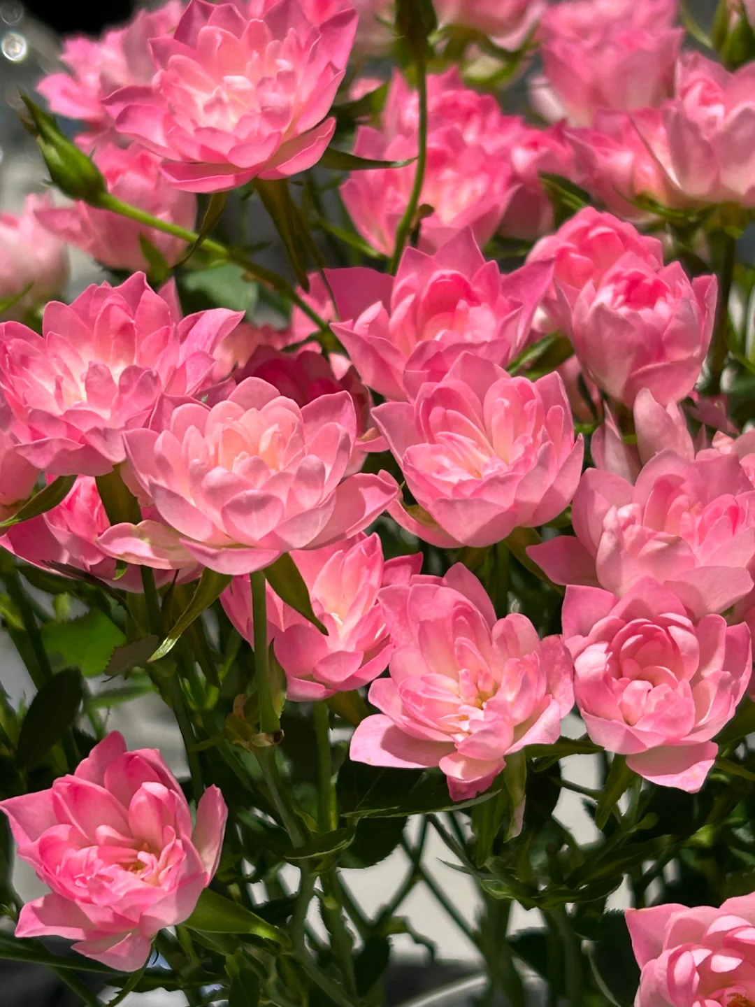 🌸Lotus Star Rose Seeds: Blooming All Year. Bringing Continuous Good Fortune🌸