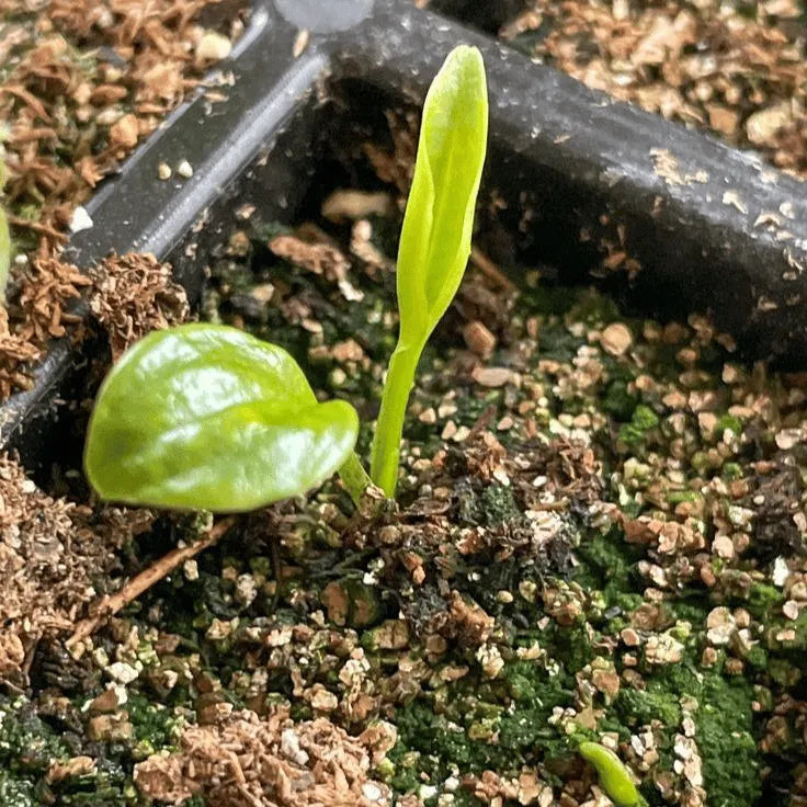 🌿 Rainbow Rare Hosta Flower Seeds🎁2025 Special Offer