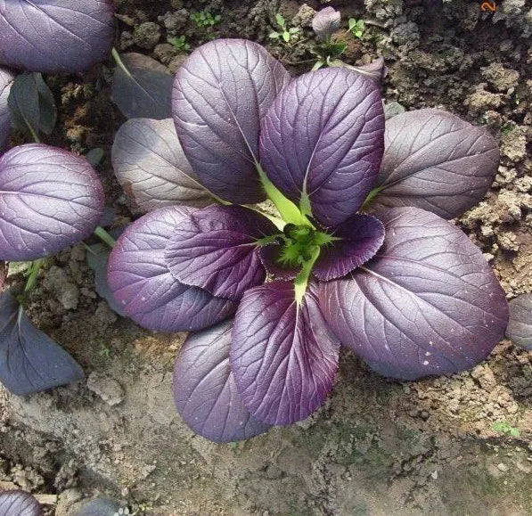 Purple Leaf Rape Seeds