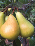 European Pear. Sunrise