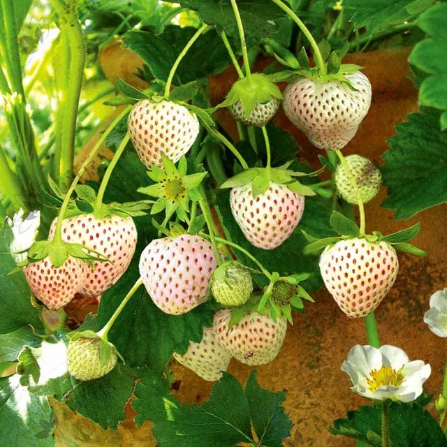 🍓White Milk Strawberry Seeds(🪴Buy 3 Get 1 Free)