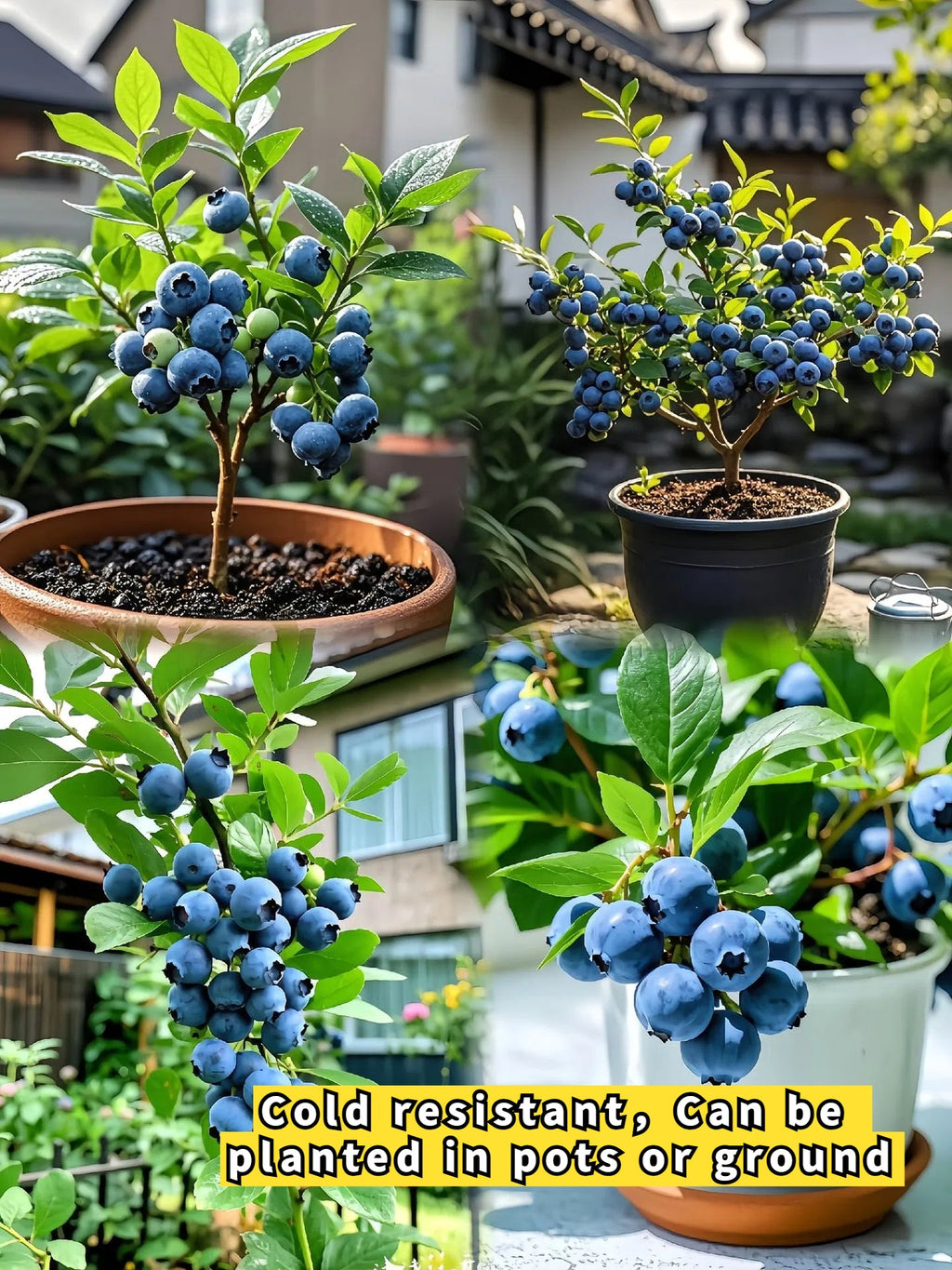 King of Berries - Giant Blueberry Fruit Seeds - Four Seasons Plants