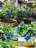 King of Berries - Giant Blueberry Fruit Seeds - Four Seasons Plants